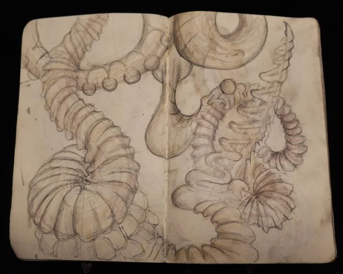 Sketchbook study of coiled, segmented forms